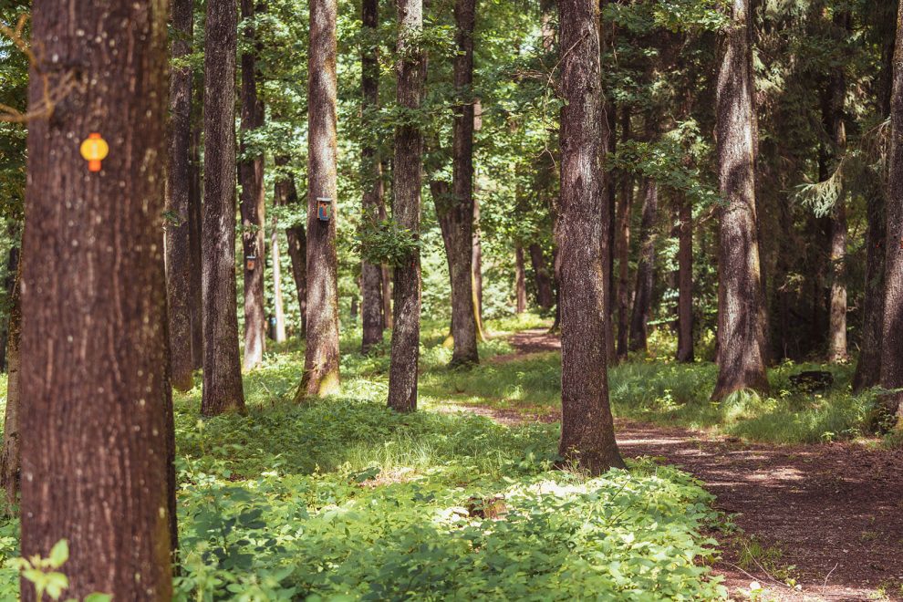 paxnatura Naturbestattung - Waldfriedhof Wundschuher See; ein idyllischer Waldweg mit sichtbaren Baumplaketten und Nistplätzen